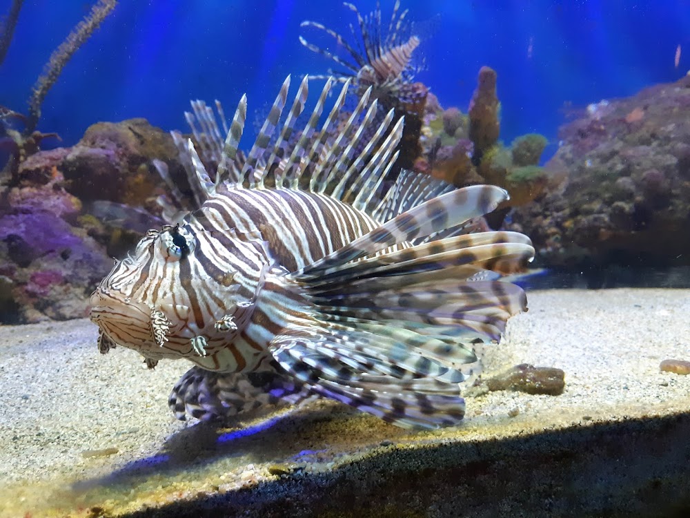 Acuario del Rodadero de Santa Marta tunel subacuatico